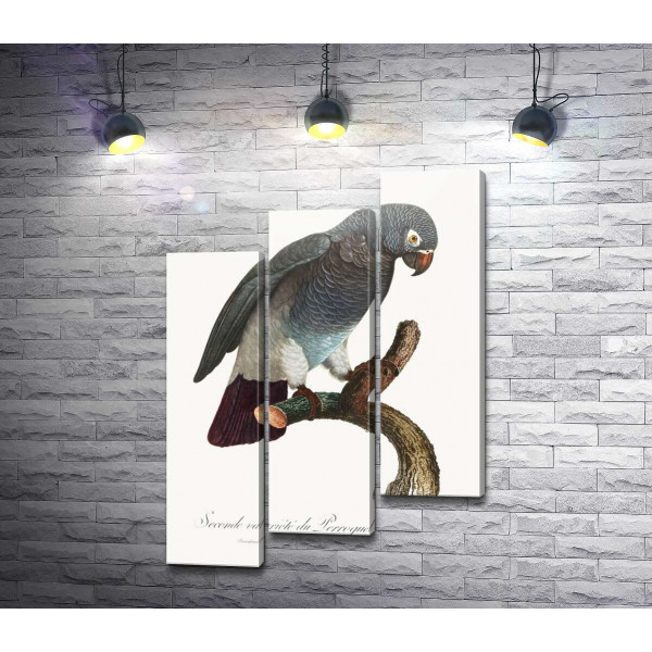 Сірий африканський папуга жако