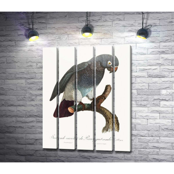 Серый африканский попугай жако