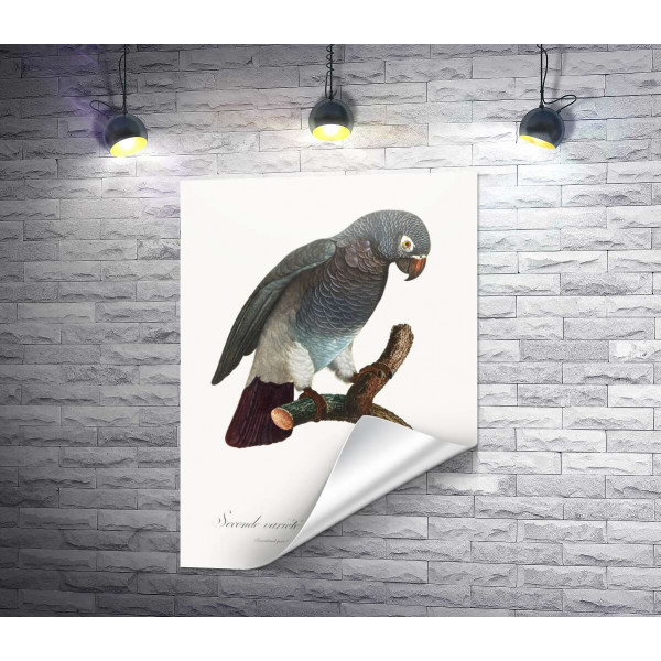 Сірий африканський папуга жако