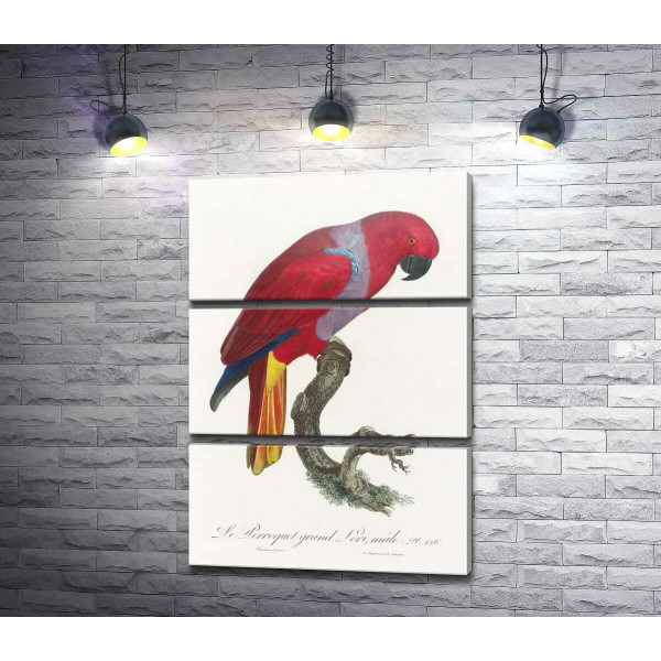 Яскравий червоний папуга