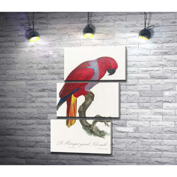 Яркий красный попугай