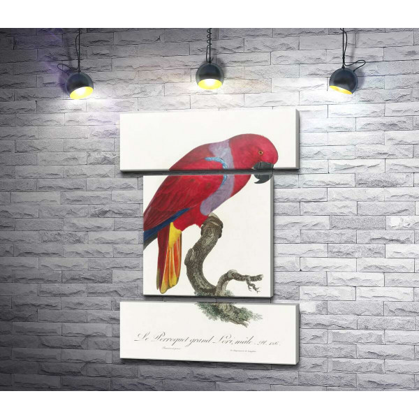 Яркий красный попугай