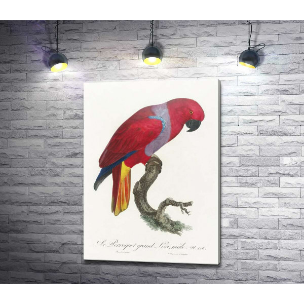 Яскравий червоний папуга