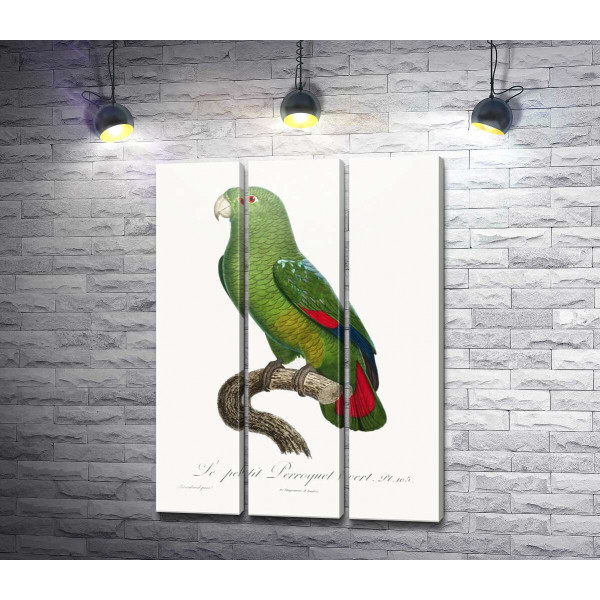 Большой зеленый попугай