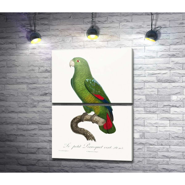 Большой зеленый попугай