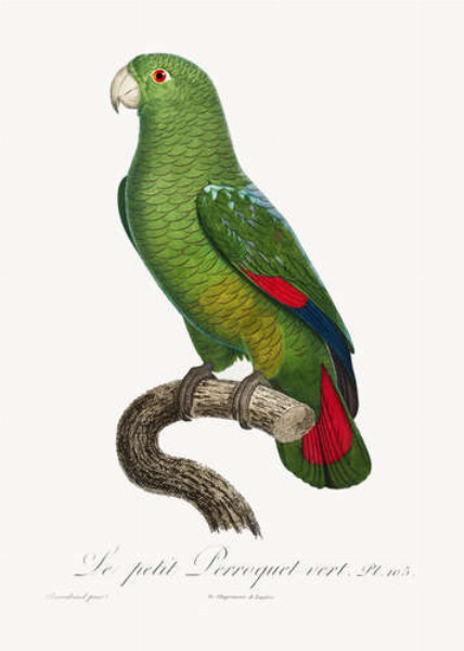 Великий зелений папуга