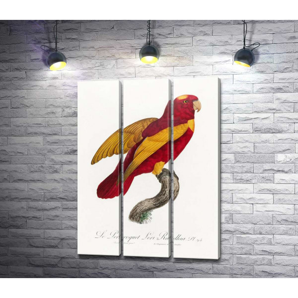 Красно-золотой попугай