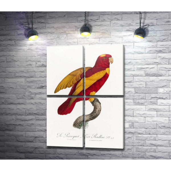 Червоно-золотий папуга