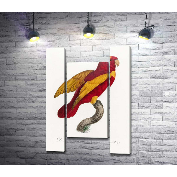 Червоно-золотий папуга