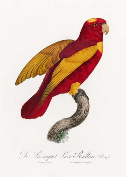 Красно-золотой попугай