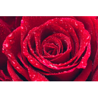 Крапельки води на пелюстках червоної троянди
