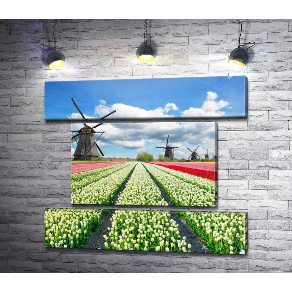 Строкаті поля тюльпанів Голландії