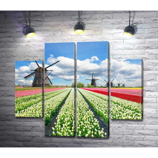 Пестрые поля тюльпанов Голландии