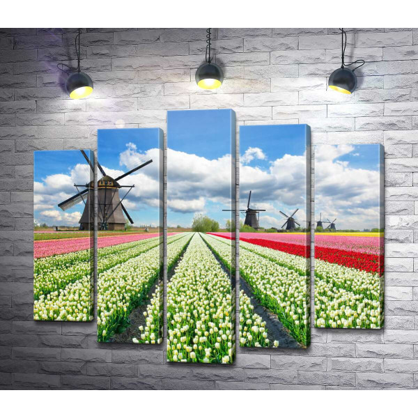 Пестрые поля тюльпанов Голландии