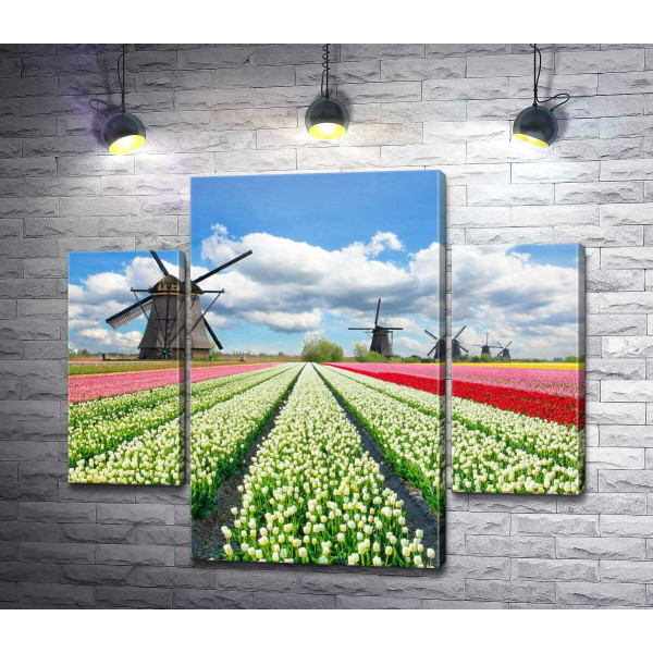 Строкаті поля тюльпанів Голландії