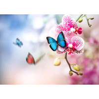 Яскравий блакитний метелик на ніжній квітці орхідеї
