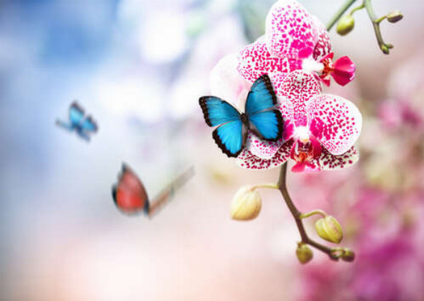 Яркая голубая бабочка на нежном цветке орхидеи