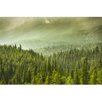 Туманная дымка над лесом в горах