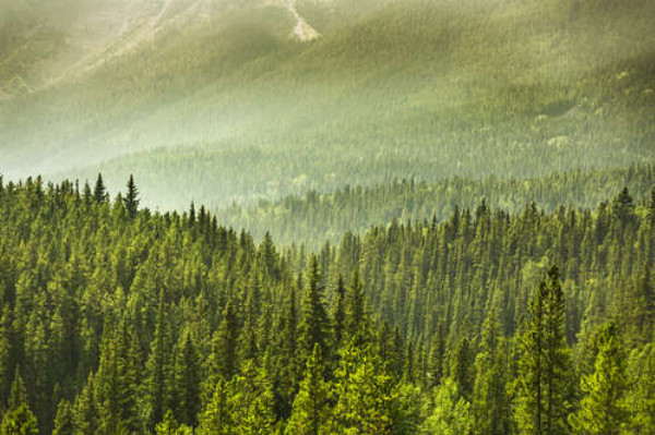 Туманний серпанок над лісом в горах