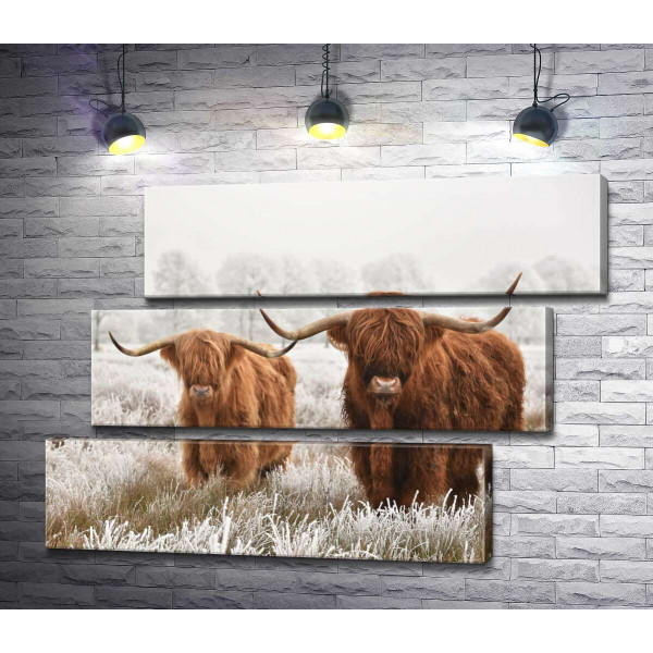 Шотландские коровы в морозном поле