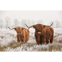 Шотландські корови в морозному полі