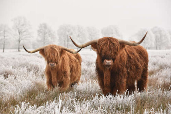 Шотландские коровы в морозном поле