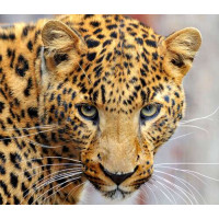 Внимательный взгляд пятнистого леопарда