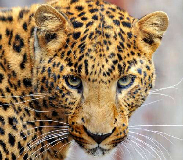 Внимательный взгляд пятнистого леопарда