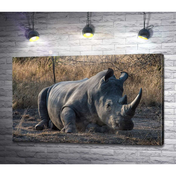 Носорог отдыхает на земле