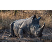 Носорог отдыхает на земле