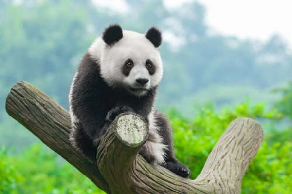 Милая панда на ветке