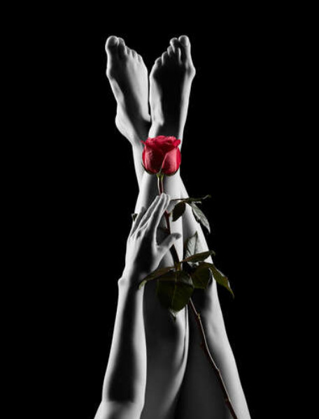 Красная роза на стройных женских ногах