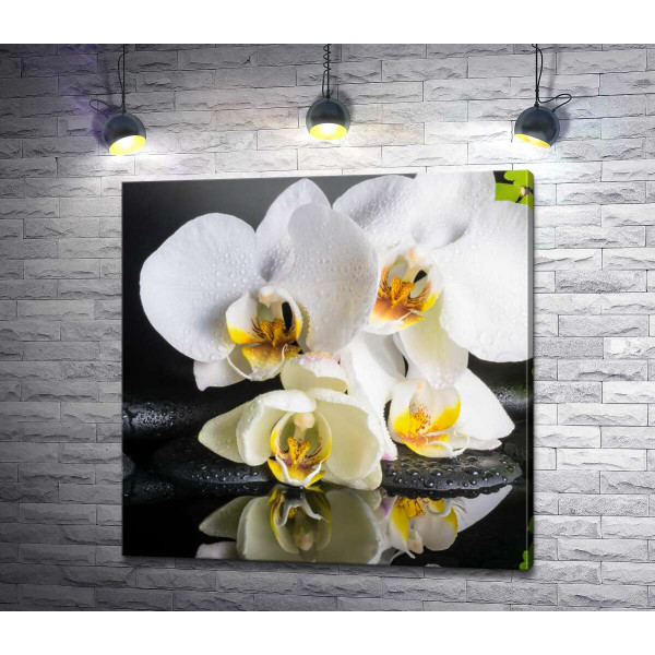Нежная белая орхидея на спа камнях