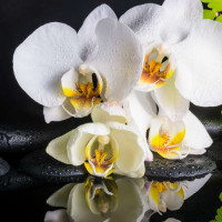 Нежная белая орхидея на спа камнях