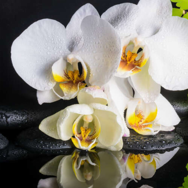 Ніжна біла орхідея на спа каменях