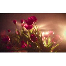 Малинові тюльпани в світлі прожекторів