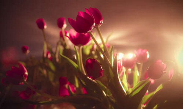 Малиновые тюльпаны в свете прожекторов
