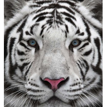 Полосатая морда белого тигра