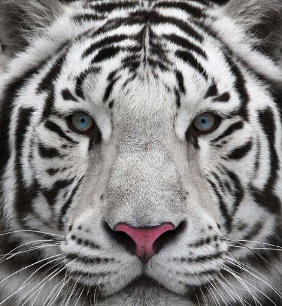 Смугаста морда білого тигра