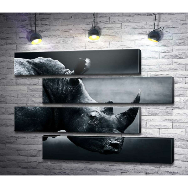 Чорно-білий портрет носорога