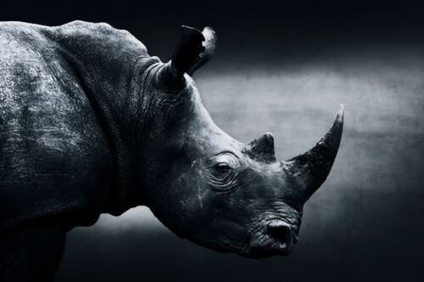 Чорно-білий портрет носорога