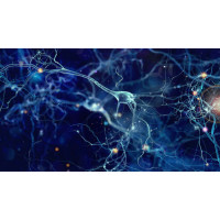 Объемное изображение нервной клетки