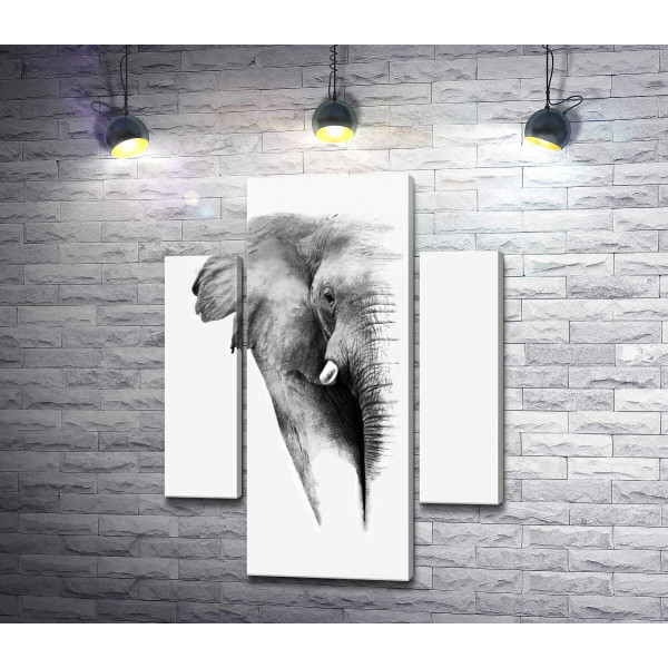 Чорно-білий портрет слона