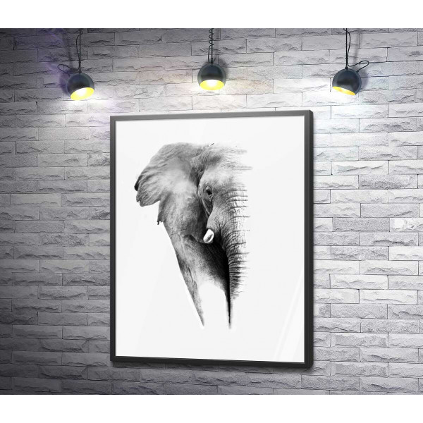 Черно-белый портрет слона