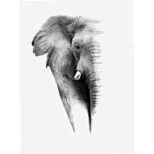 Черно-белый портрет слона