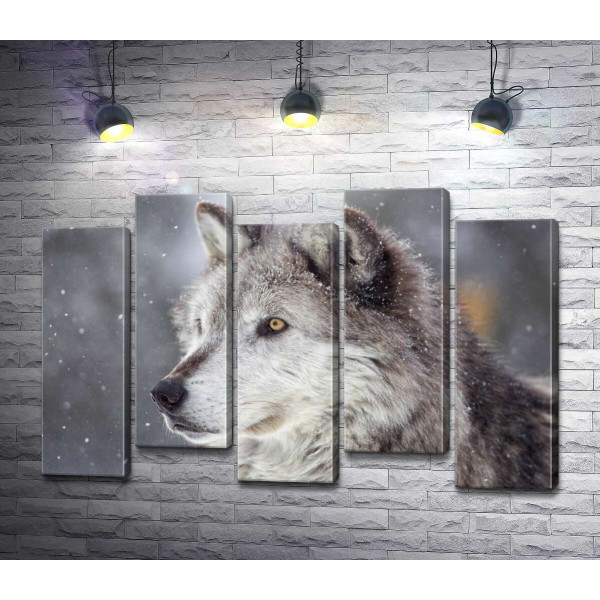 Мохнатый серый волк увлеченный охотой
