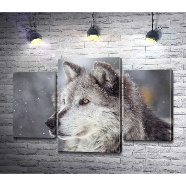 Мохнатый серый волк увлеченный охотой