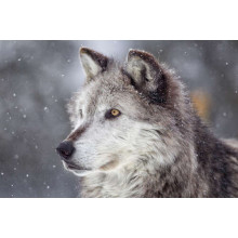 Волохатий сірий вовк захоплений полюванням