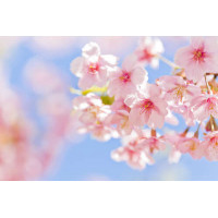 Нежные цветы сакуры
