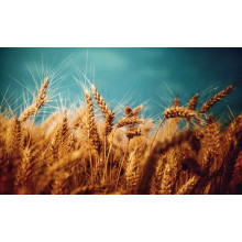 Спелые золотые колосья пшеницы